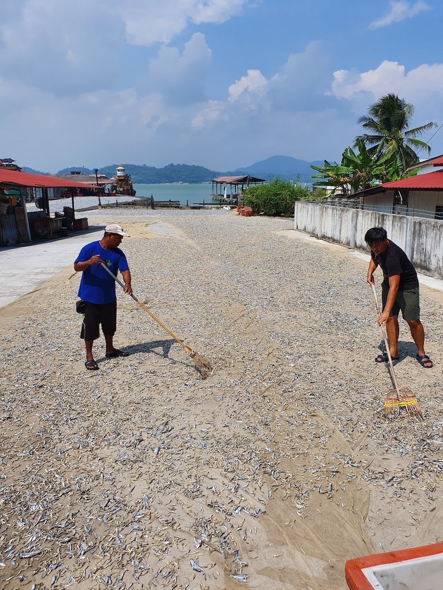 dried fish production